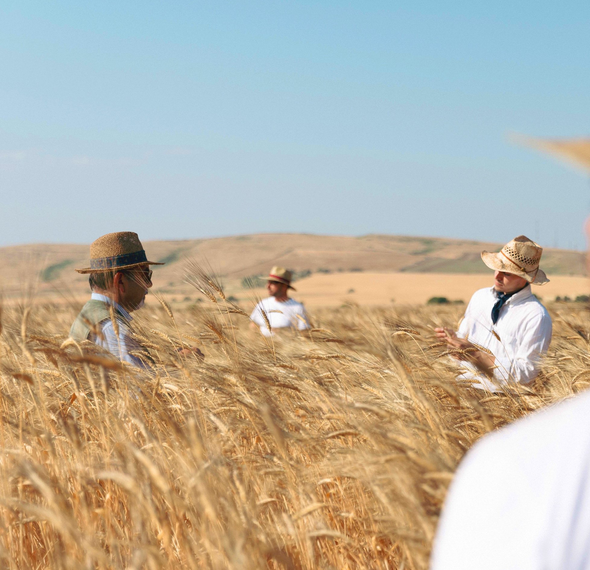 Mulino farmers in a wheat field at sunset
