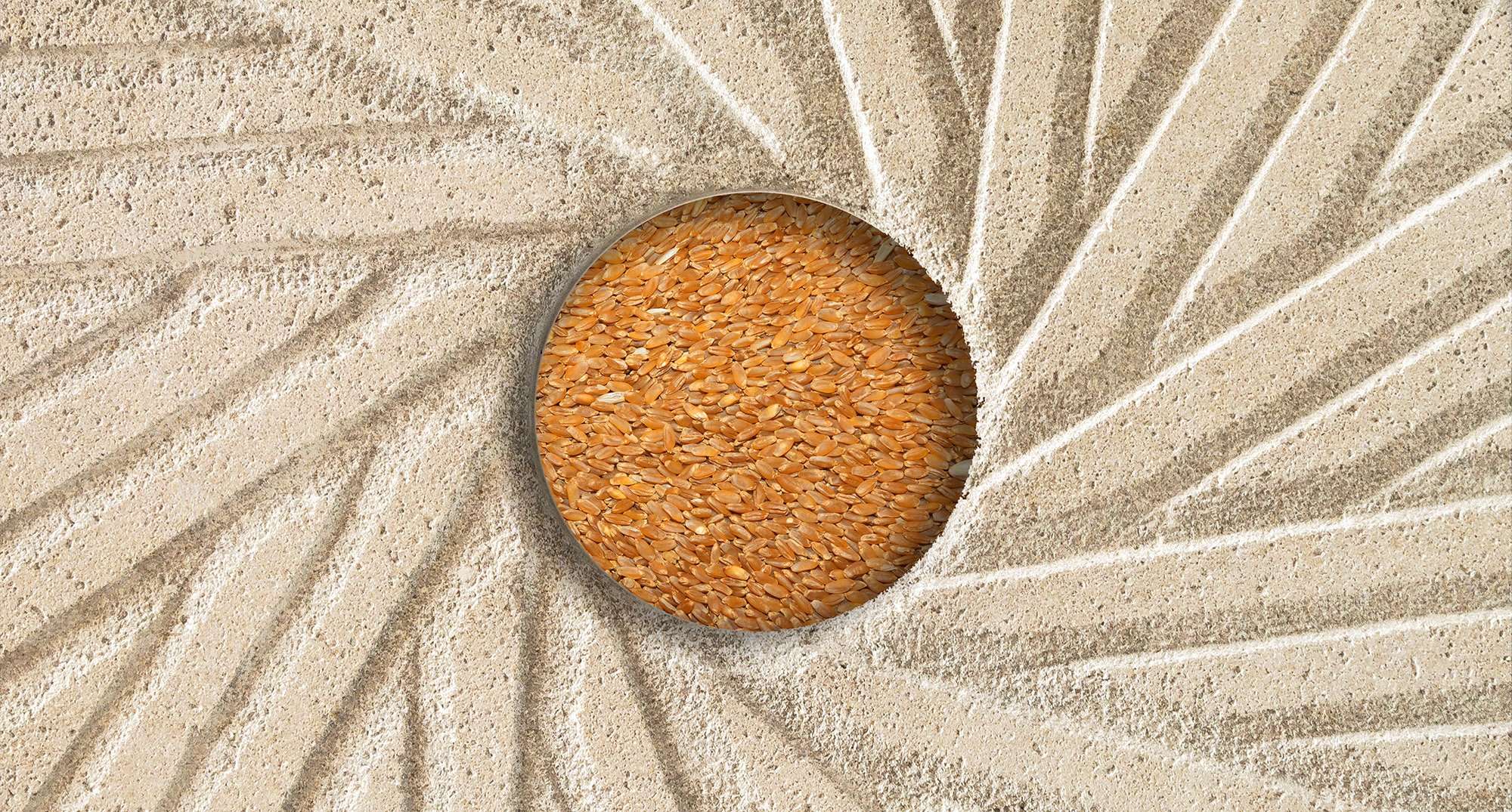 Wheat grains in a sieve over freshly milled flour